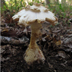 Amanita Daucipes 'Turnip-foot Amanita'